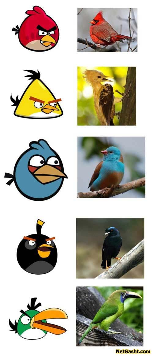 مدل واقعی پرندگان خشگین چه پرندگانی هستند