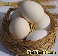 دلیل بیضوی بودن تخم مرغ ؟